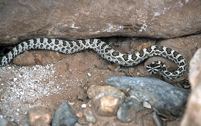 What rattlesnake is this?